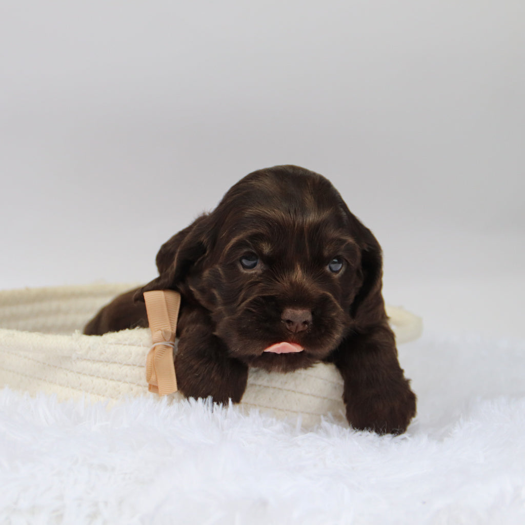 Carson - Available Now