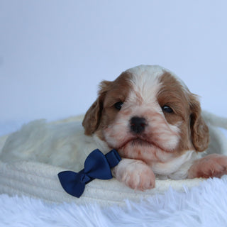 Oliver - Available Now