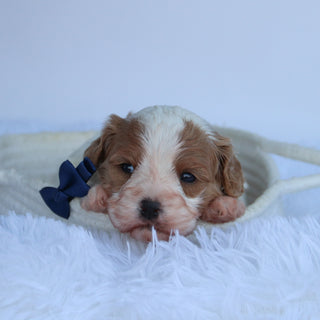 Oliver - Available Now