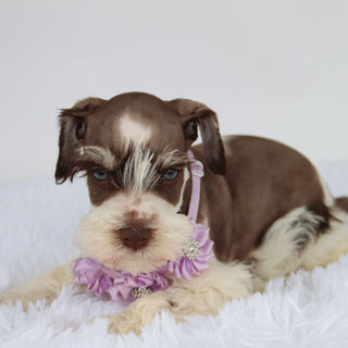 Shelly - Available Now