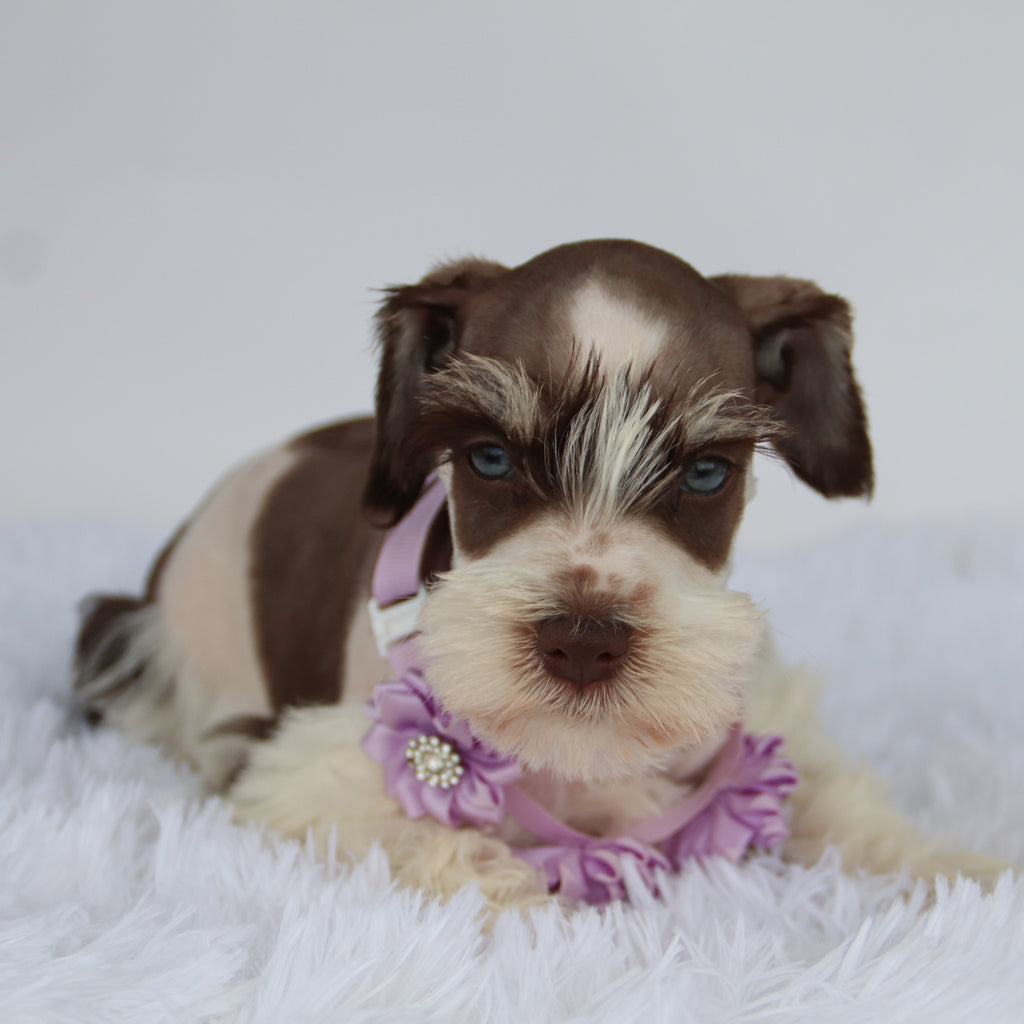 Shelly - Available Now