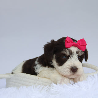Shelly - Available Now