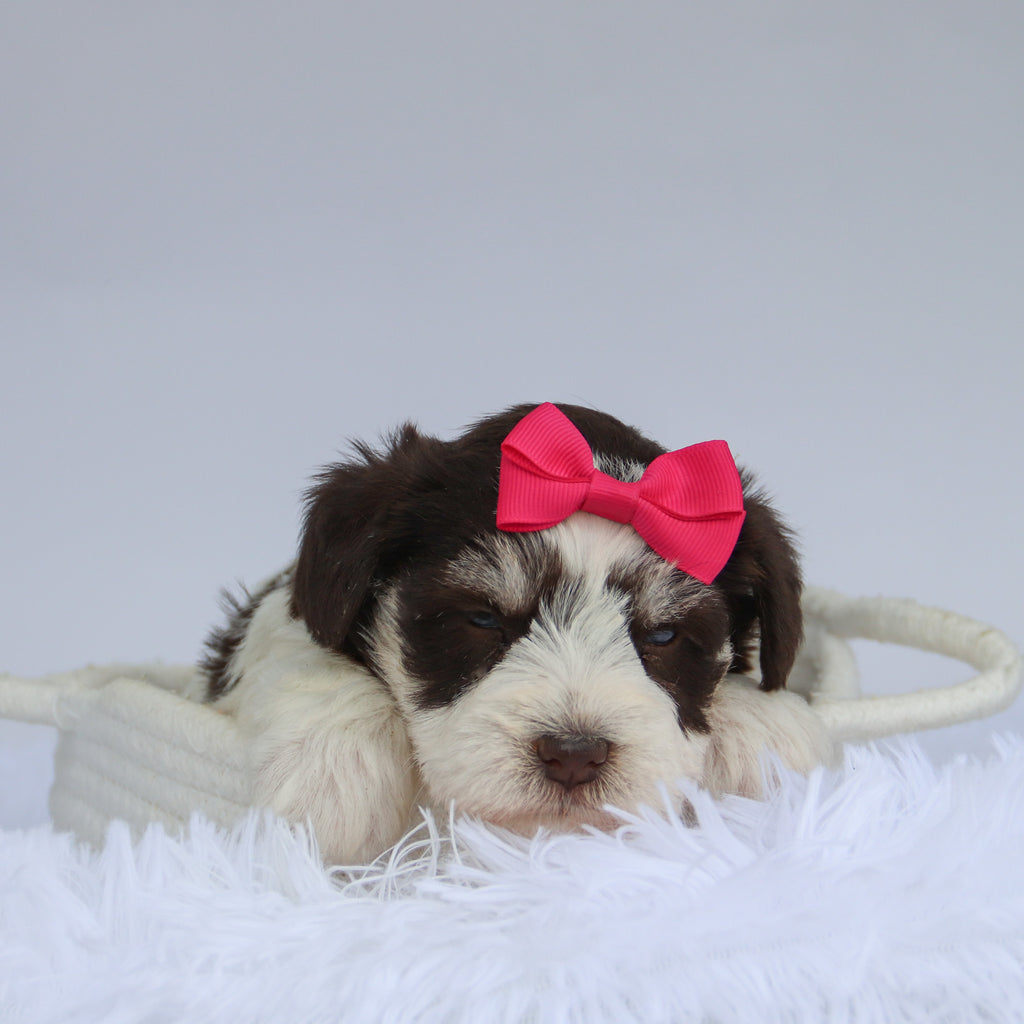 Shelly - Available Now