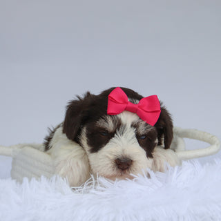 Shelly - Available Now