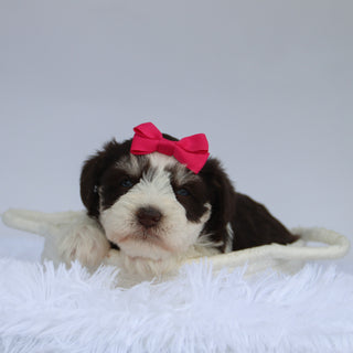 Shelly - Available Now