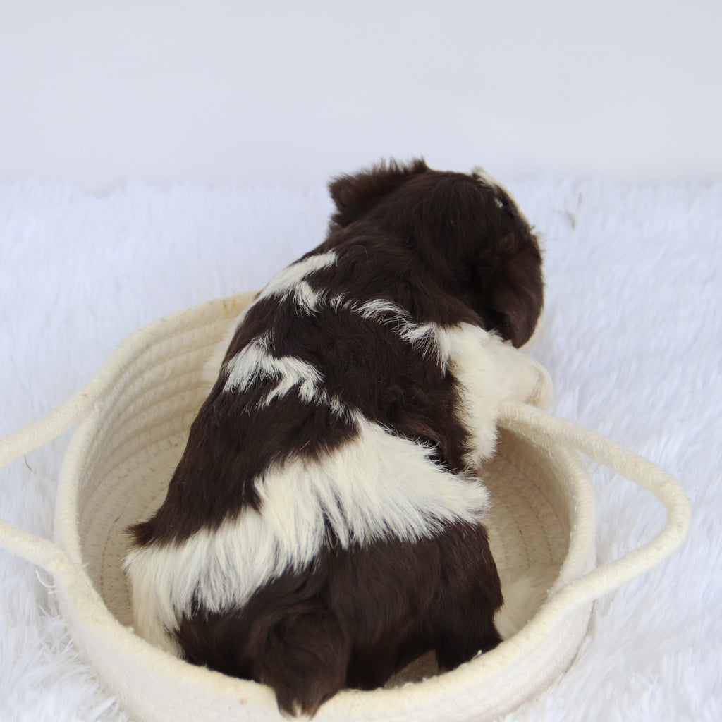 Shelly - Available Now