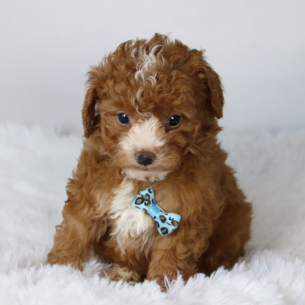 Devin - Available Now