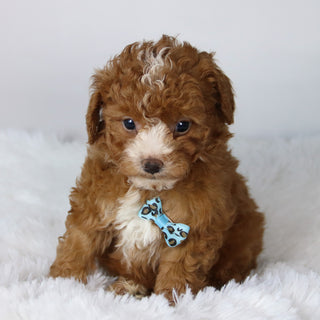 Devin - Available 11/12