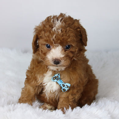 Devin - Available 11/12