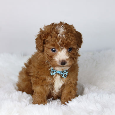 Devin - Available 11/12