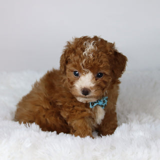 Devin - Available Now