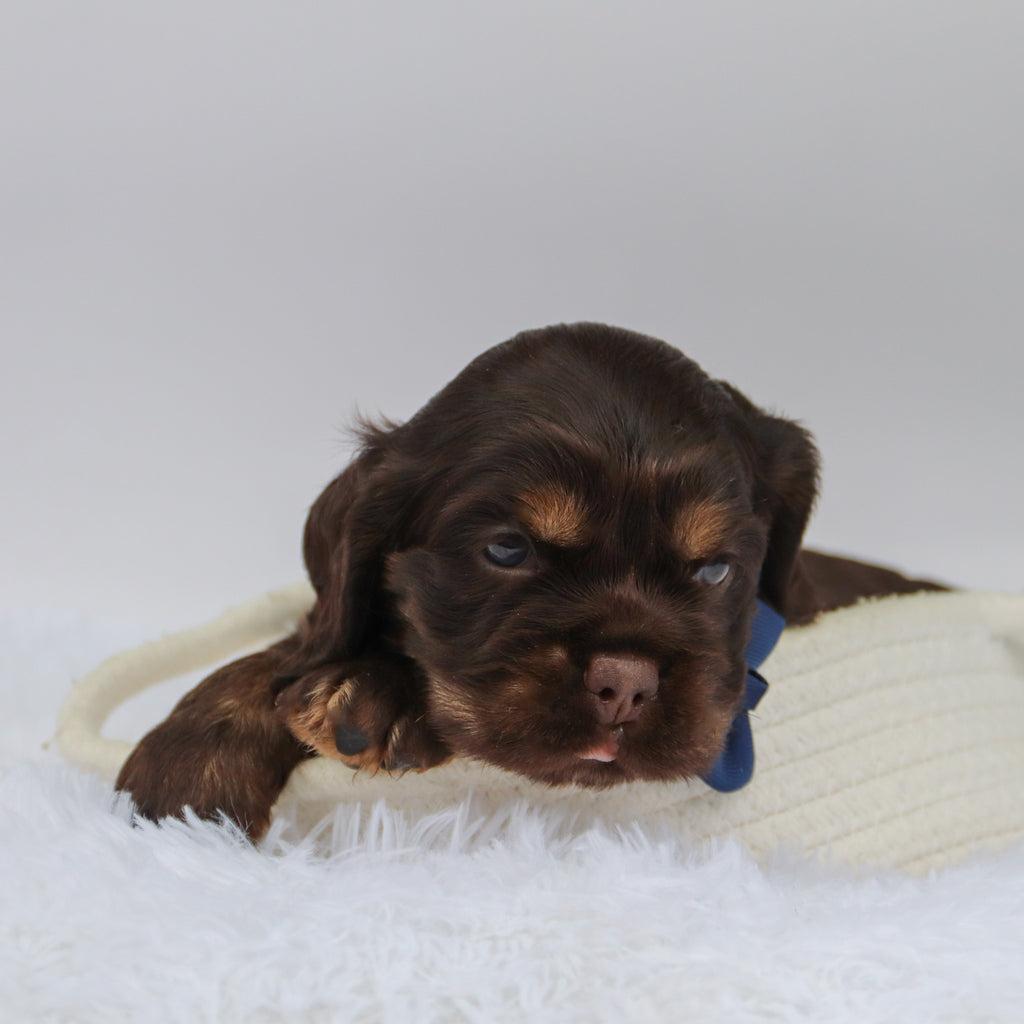 Barry - Available Now