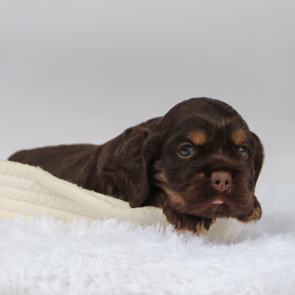 Barry - Available Now