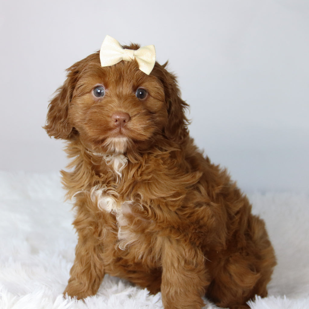 Hannah - Available 11/12