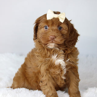 Hannah - Available 11/12