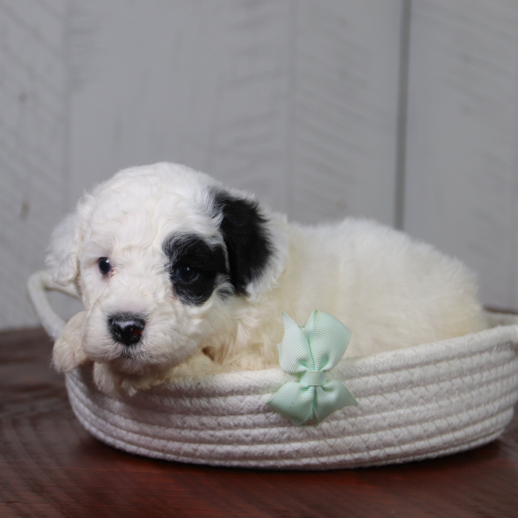 Why Choose Happytail Puppies?