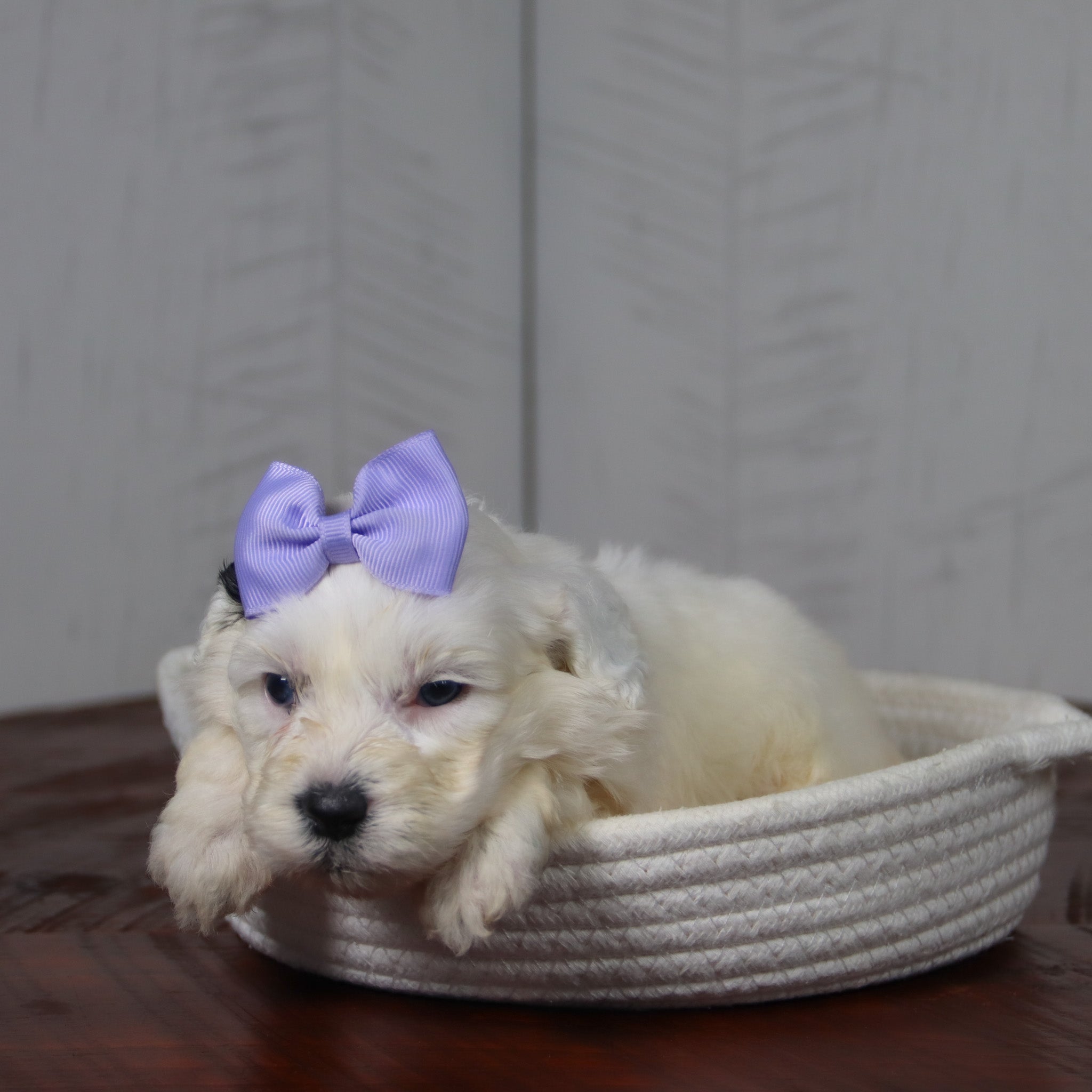 Pupies for sale in Lincolnton