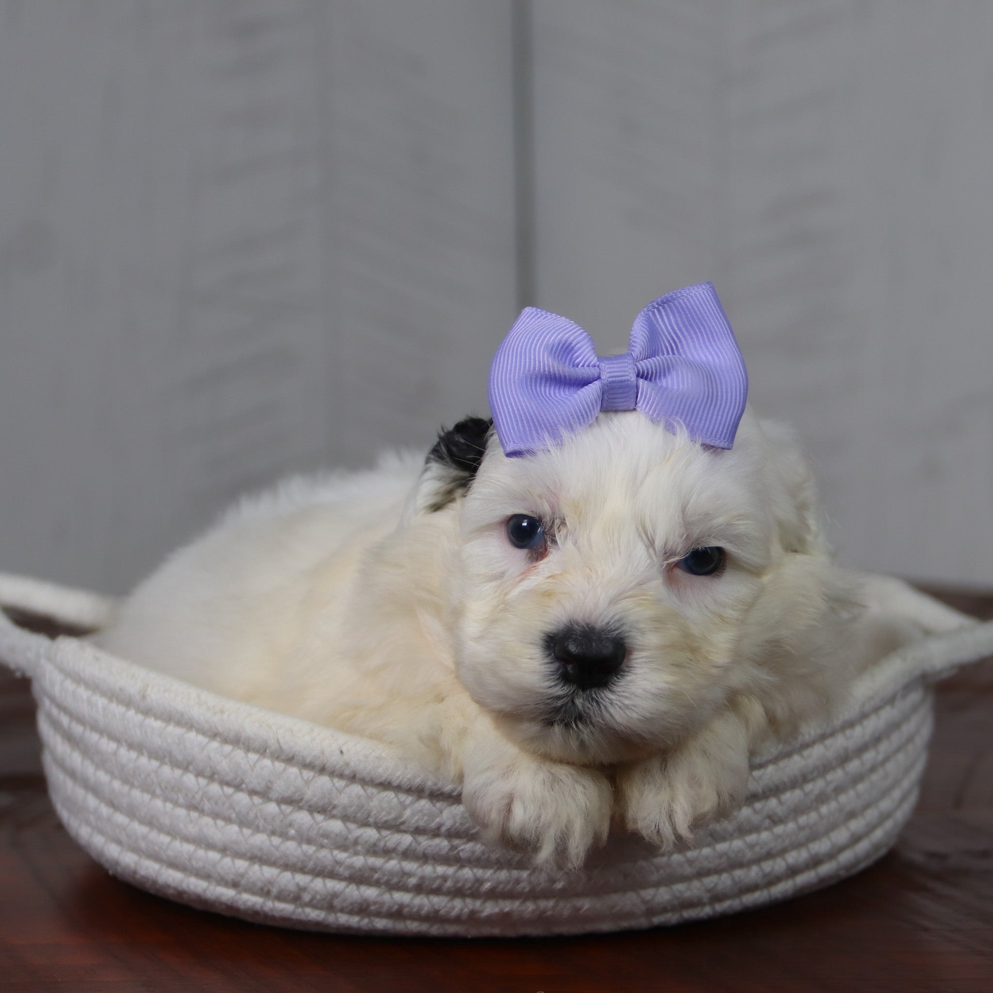 Puppies for sale in Benson