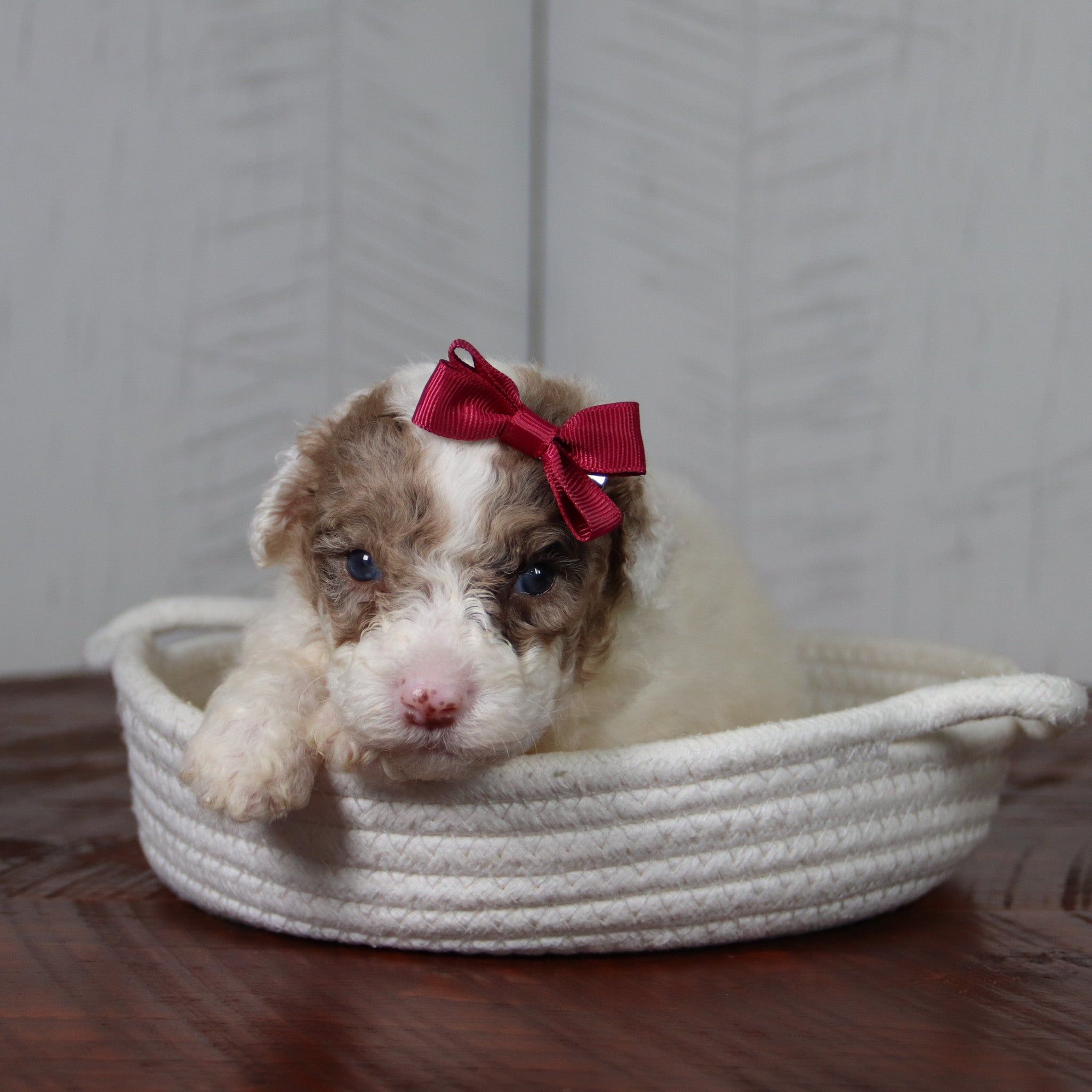 Puppies for sale in Northwest