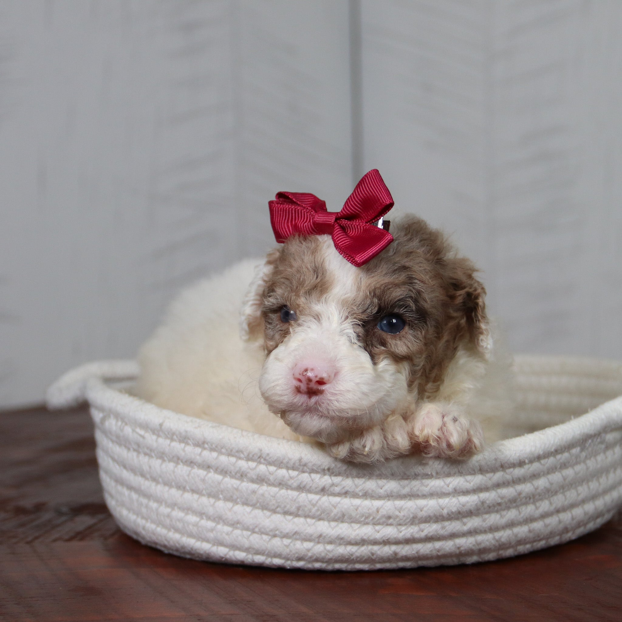 Puppies for sale in Mayodan