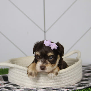 Mistletoe - Available 12/31