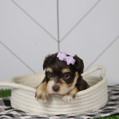 Mistletoe - Available 12/31