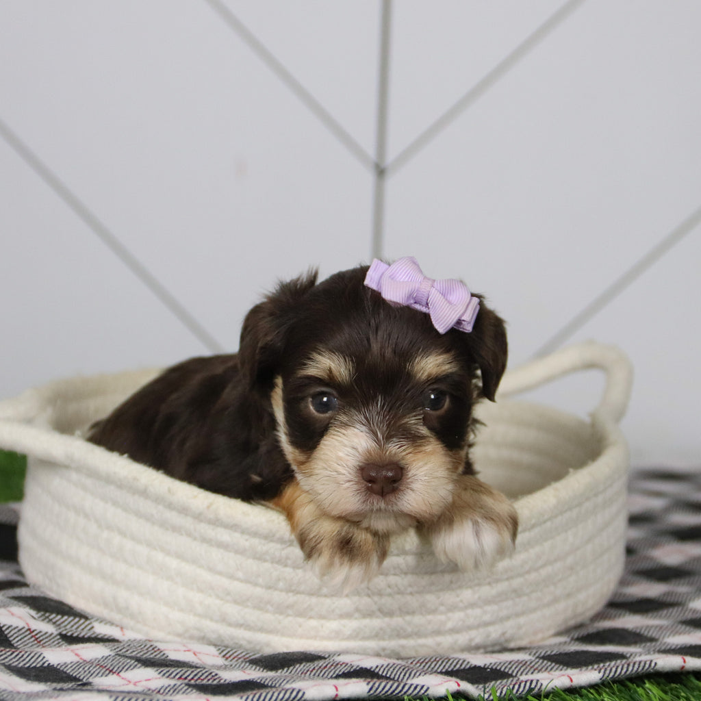 Mistletoe - Available 12/31