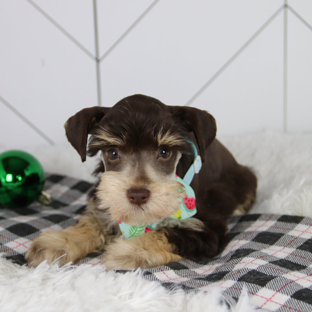 Mistletoe - Available 12/31