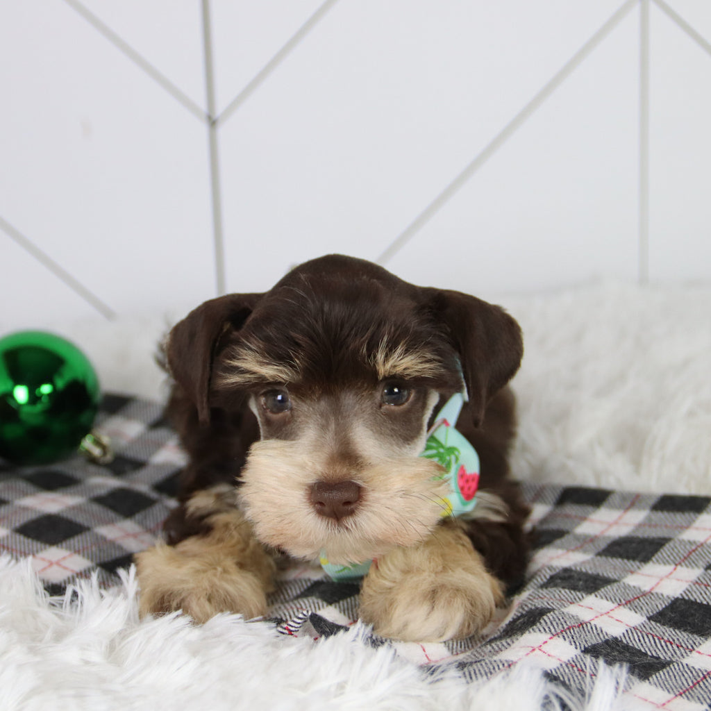 Mistletoe - Available 12/31