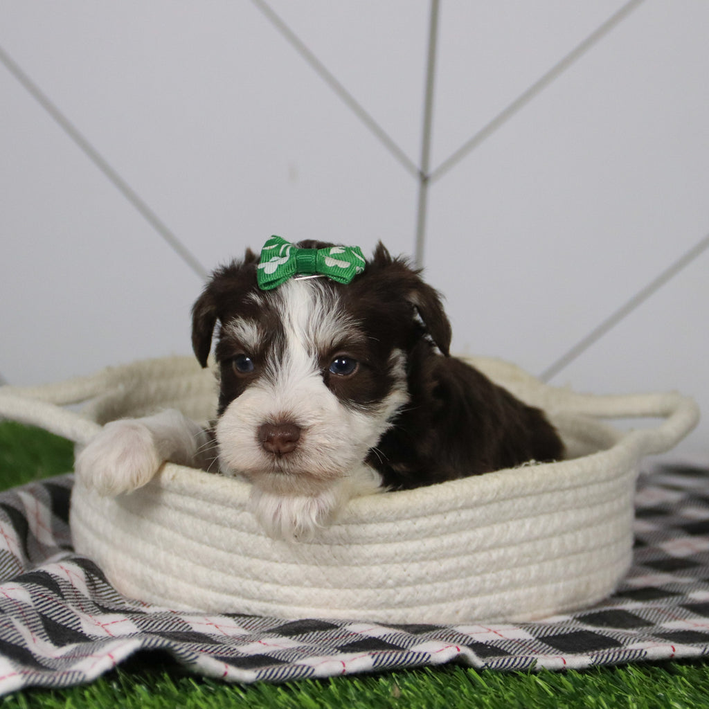 Jingle - Available 12/31