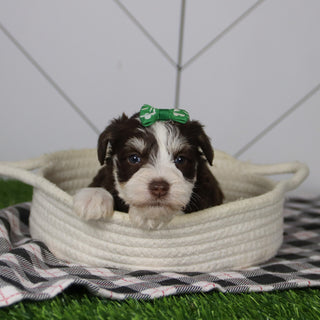 Jingle - Available 12/31