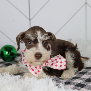 Jingle - Available 12/31