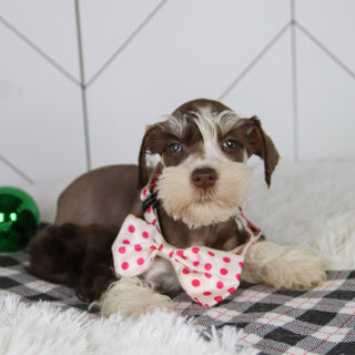 Jingle - Available 12/31