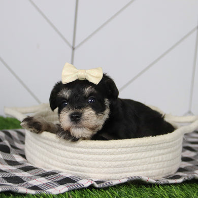 May - Available 12/31