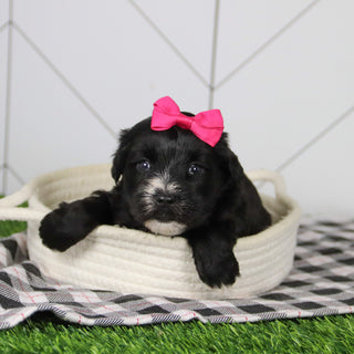 Snowflake - Available Now