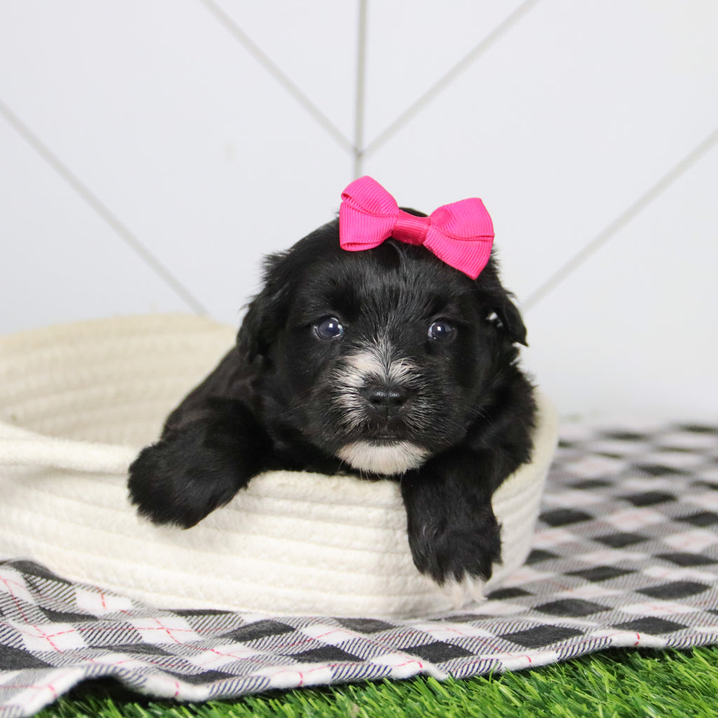 Snowflake - Available Now