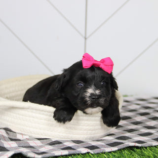 Snowflake - Available Now