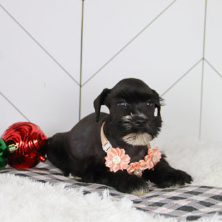 Snowflake - Available Now