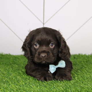 Barker - Available 12/10