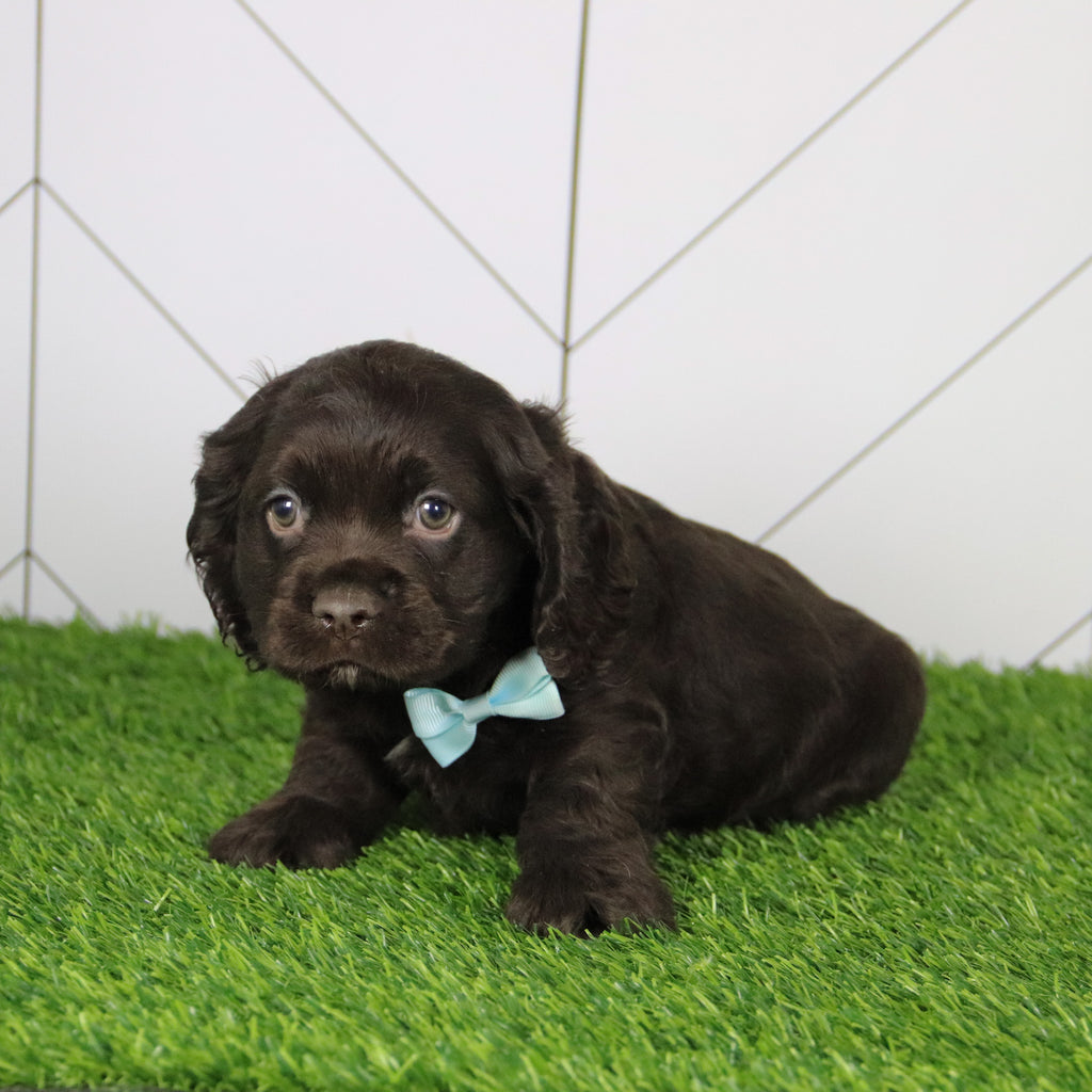 Barker - Available 12/10