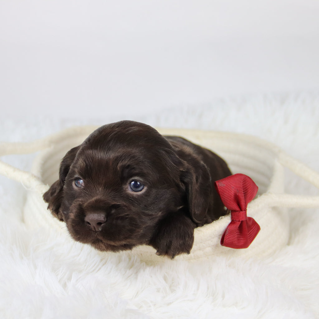 Barker - Available 12/10