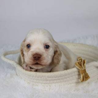 Barlett - Available 12/10