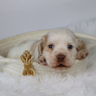 Barlett - Available 12/10