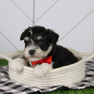 Santa - Available 12/31