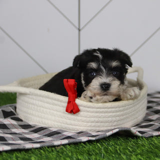 Santa - Available 12/31