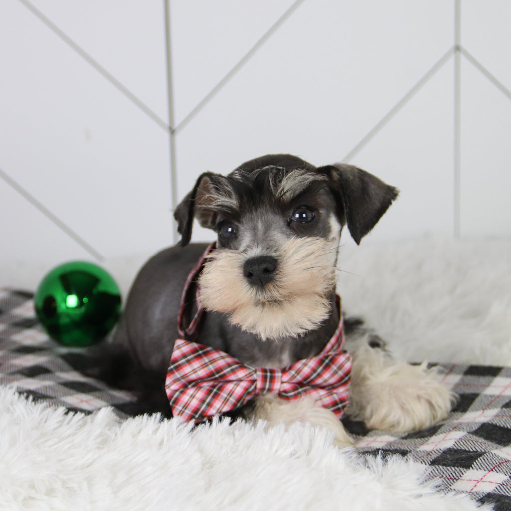 Santa - Available 12/31