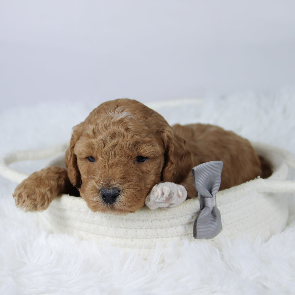 Brantley - Available 11/26