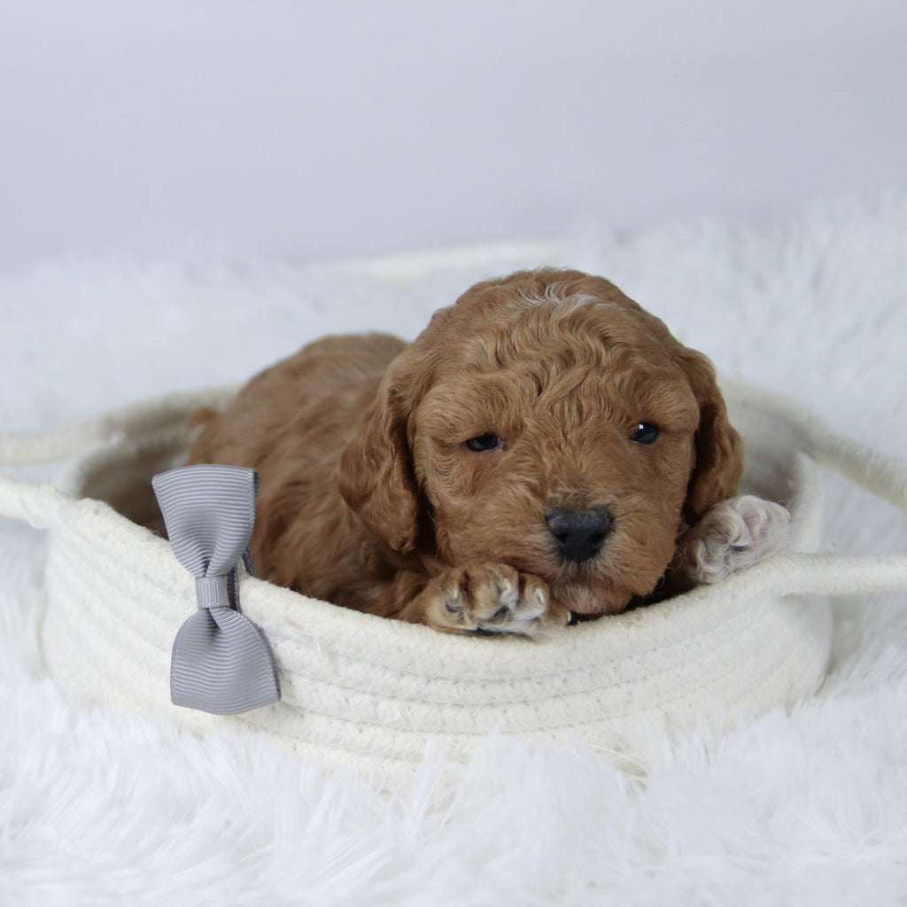 Brantley - Available 11/26