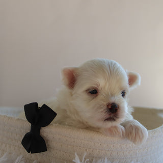 Fender - Available Now