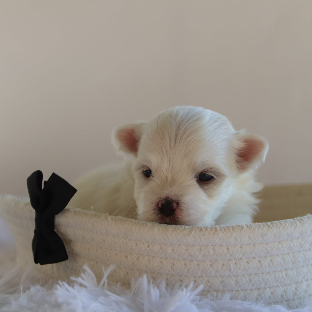 Fender - Available Now